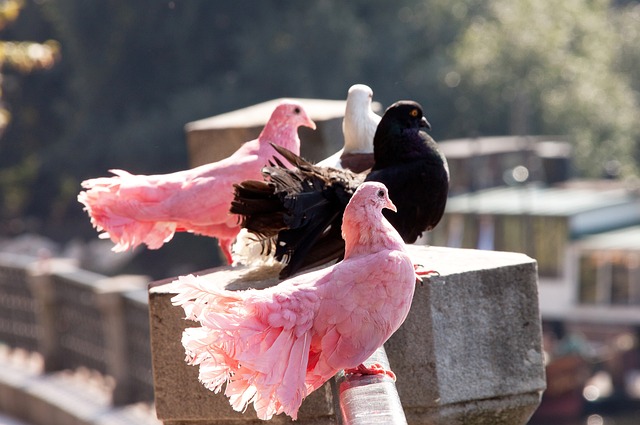 同时开拓全 同时开拓全