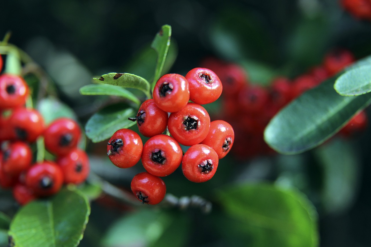 瓦伦西亚的 瓦伦西亚的